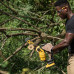 Акумулаторна резачка за дърва DeWALT DCMPS520P1-QW