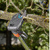 Ножица за високи клони GARDENA, StarCut 160 plus Ножица за високи клони GARDENA, StarCut 160 plus